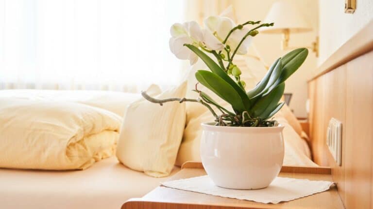 Deko im Zimmer vom Hotel Morgensonne in Badenweiler