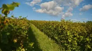 Weinreben auf einem Weinberg in der Region Badenweiler Schwarzwald