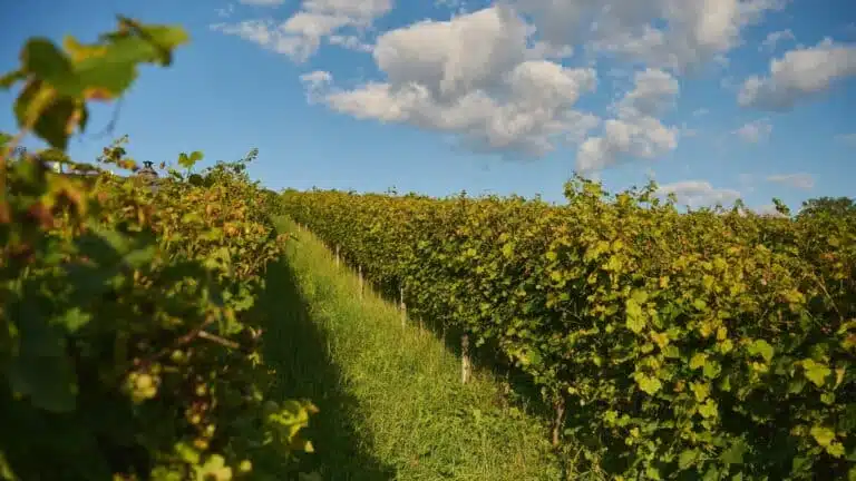 Weinreben auf einem Weinberg in der Region Badenweiler Schwarzwald