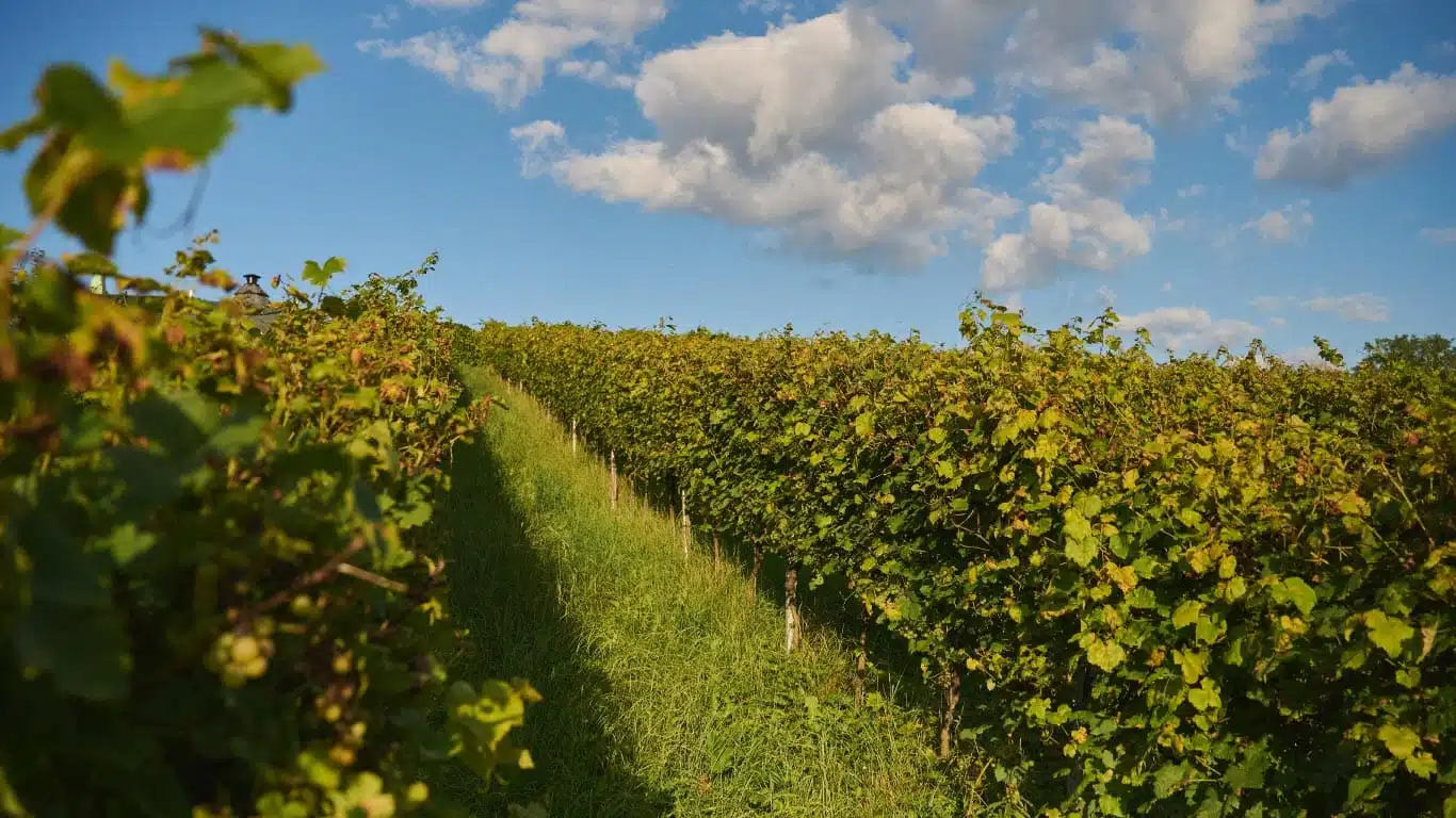Weinreben auf einem Weinberg in der Region Badenweiler Schwarzwald